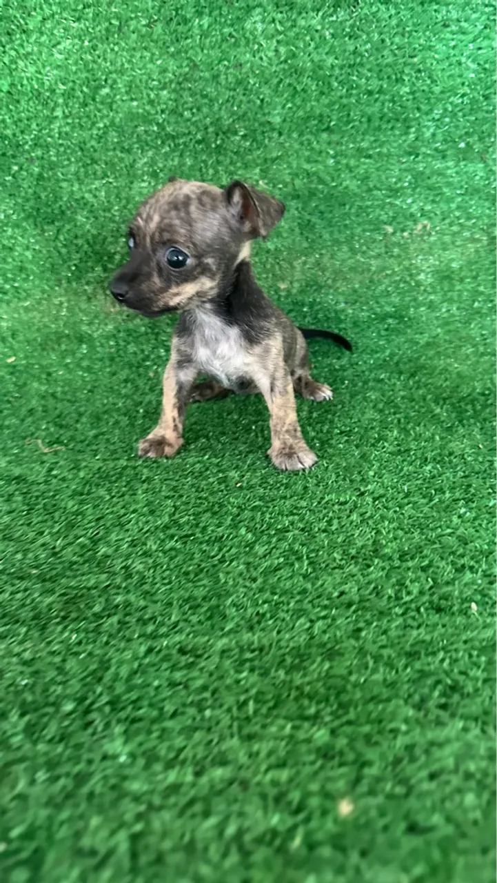 Pinscher 0 micros machos e fêmeas
