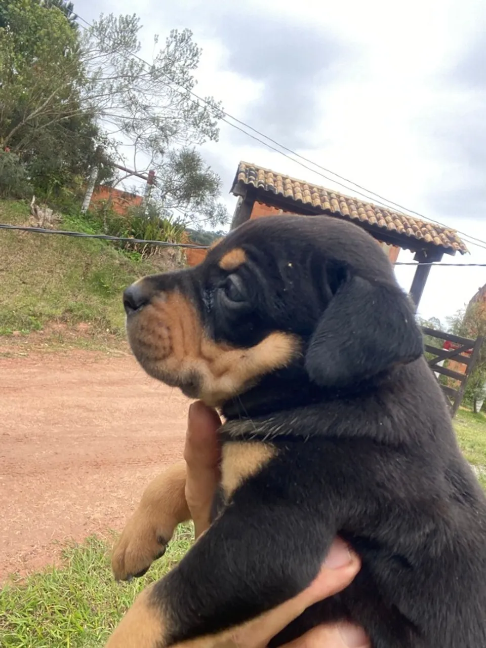 Rottweiler