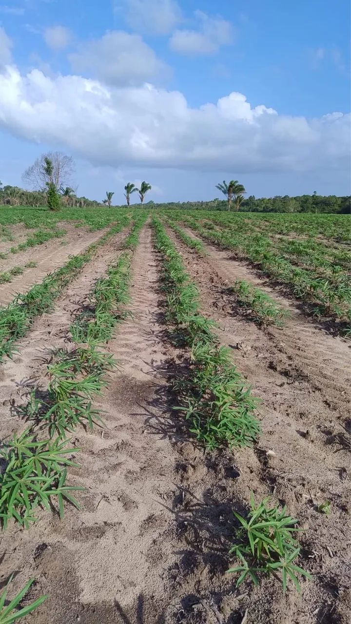 VENDO FAZENDA EM ( BRAGANÇA ) - Foto 5