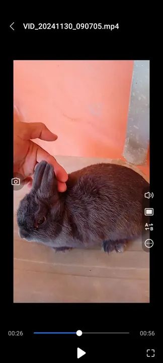 Coelha mini neterland 