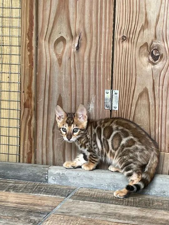 Gatinhos Bengala - Lindos e Carinhosos - Foto 6