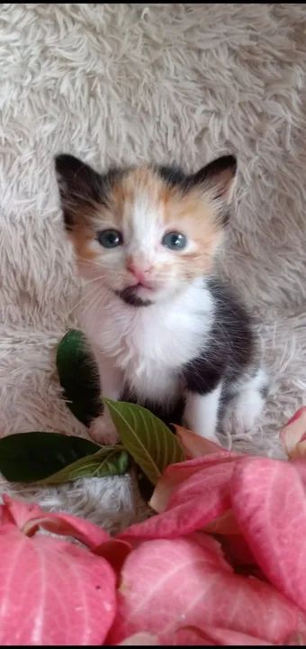 Adoção de Gatinha Tricolor 