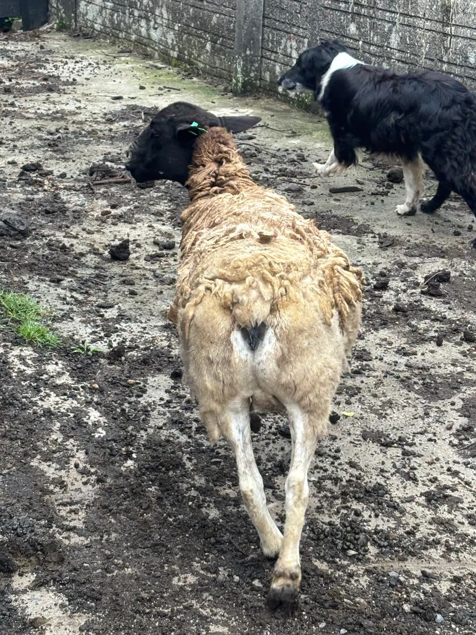 Ovelha Dorper - Foto 4