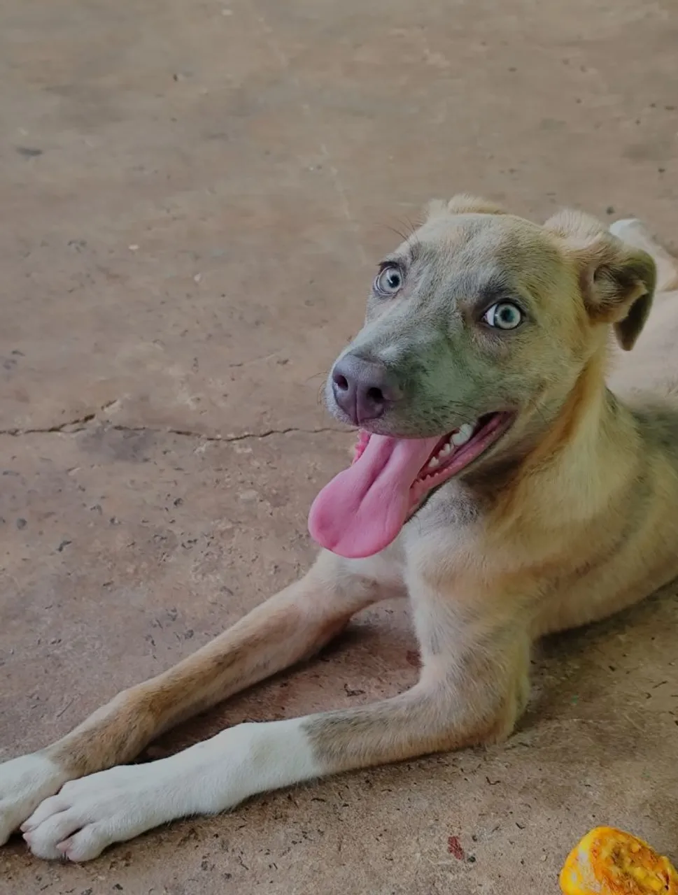 Cãozinho precisa de um lar