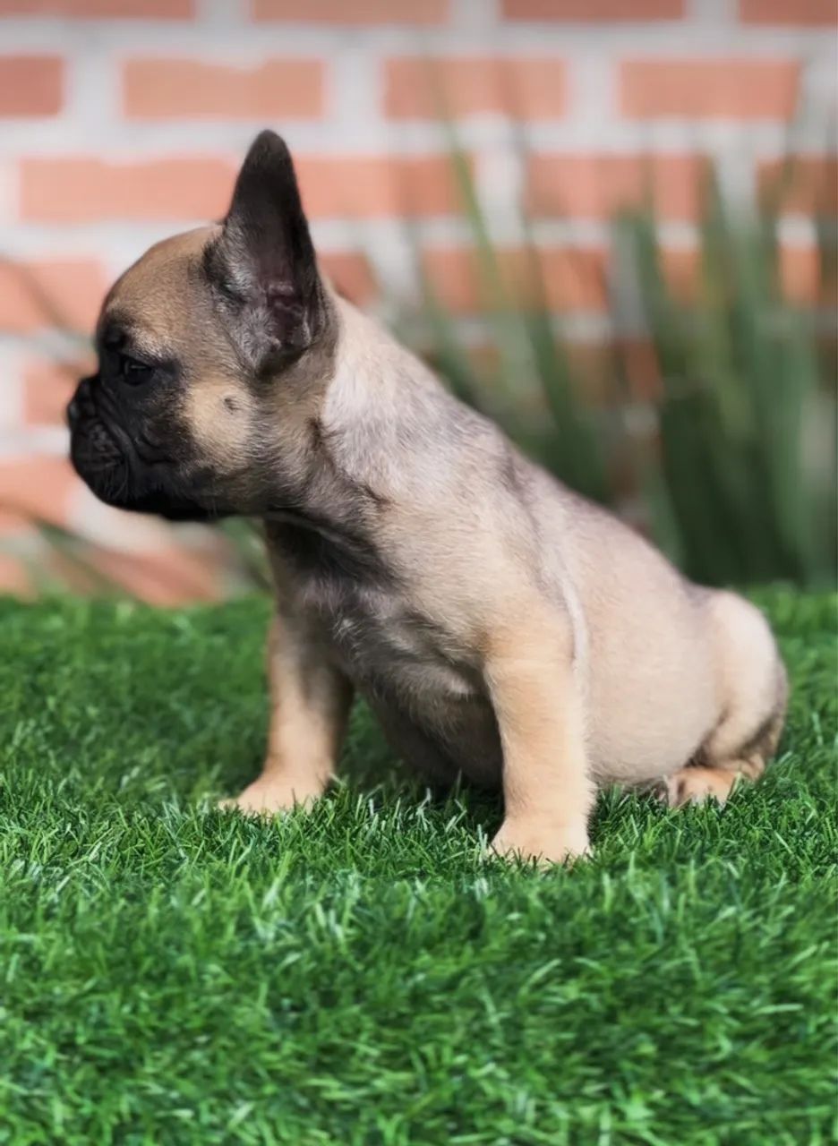 Filhote Bulldog Francês  - Foto 3