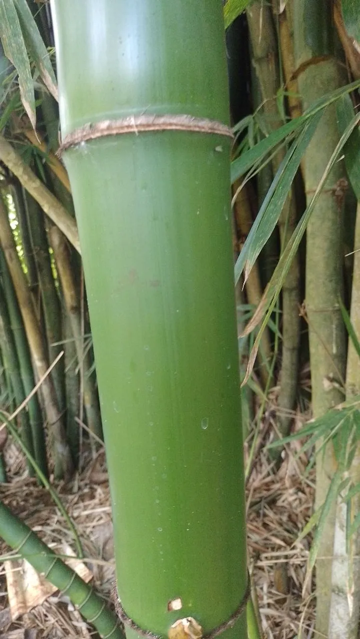 Doação de bambú