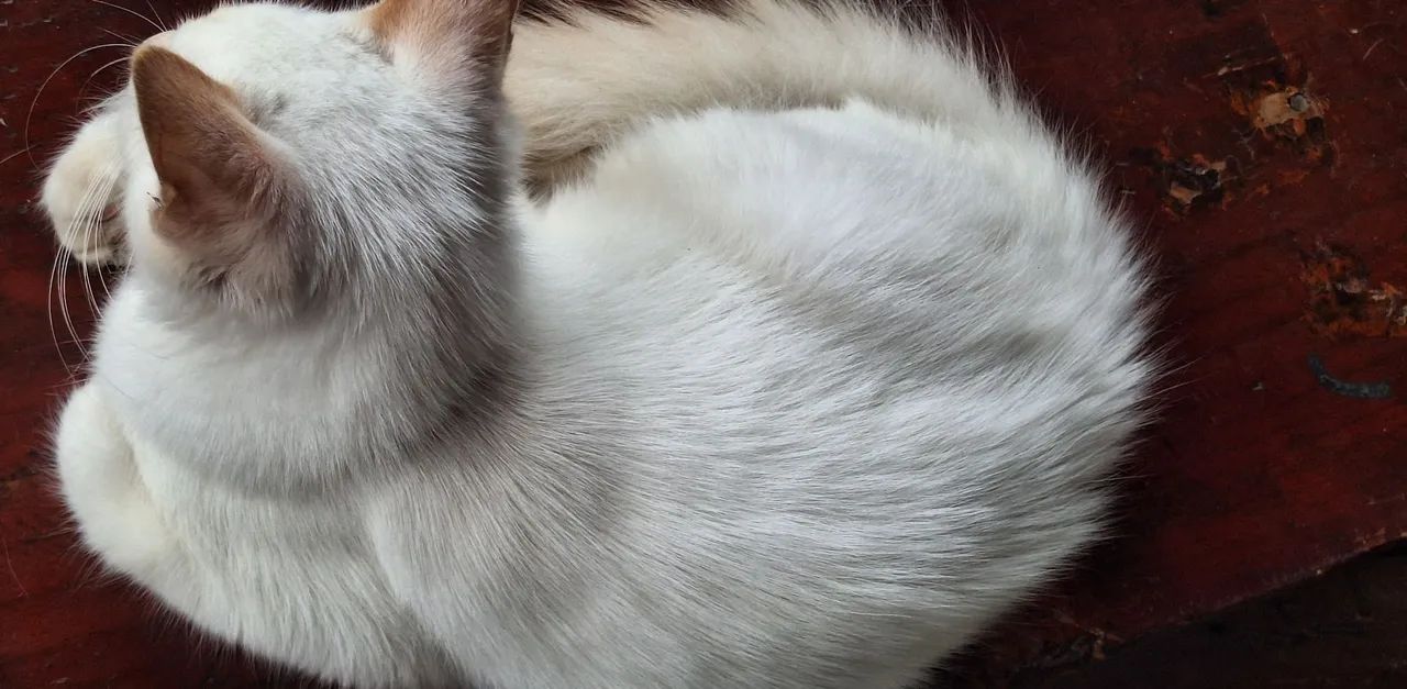 Gato macho branco lindo - Foto 4