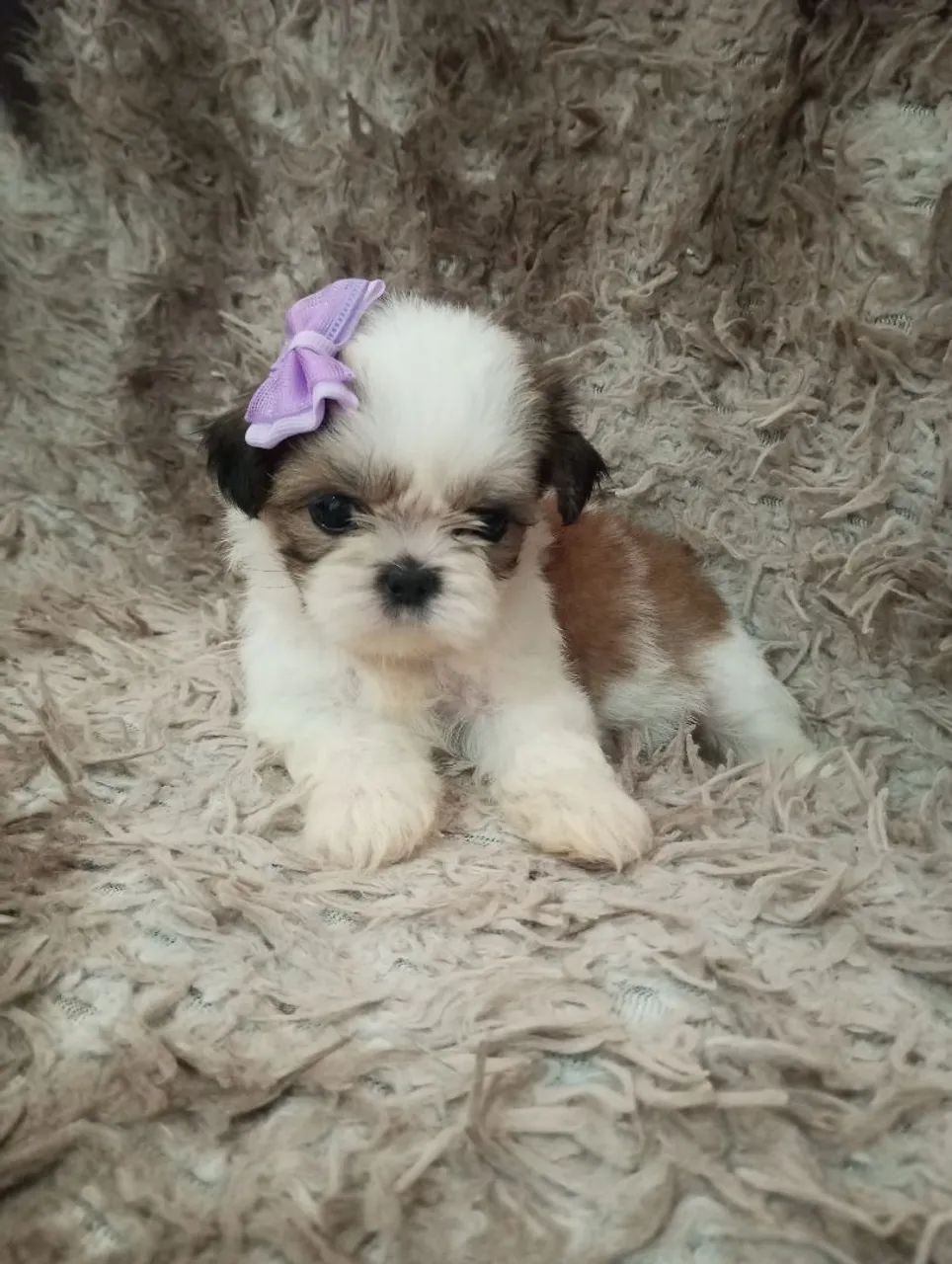 Filhote de Shih Tzu Fêmea micro - Foto 2