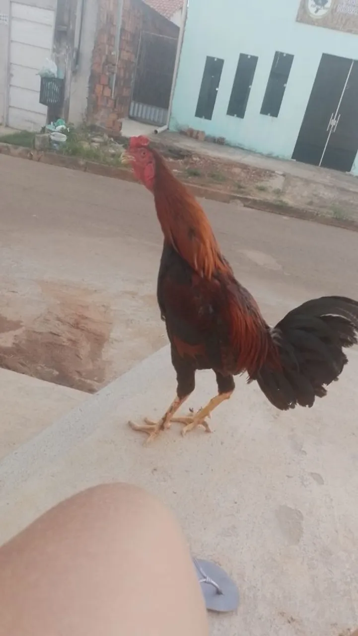 Vendo este galo 