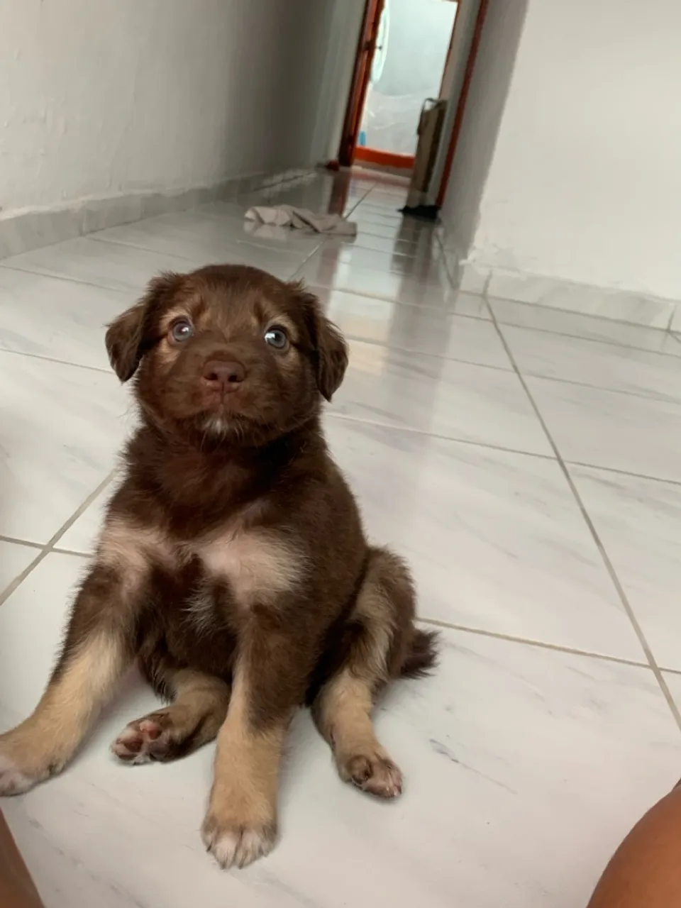 Filhote de cachorro (Labrador com Husky siberiano) adorável e carinhoso