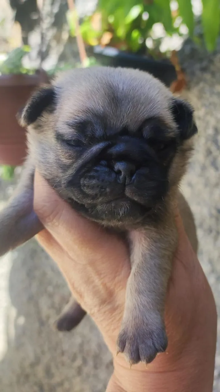 Filhote de Pug