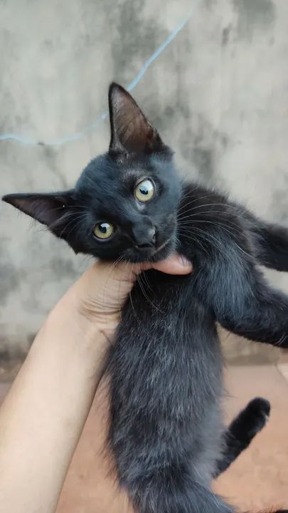 Gatinhas fêmeas para doação  - Foto 2