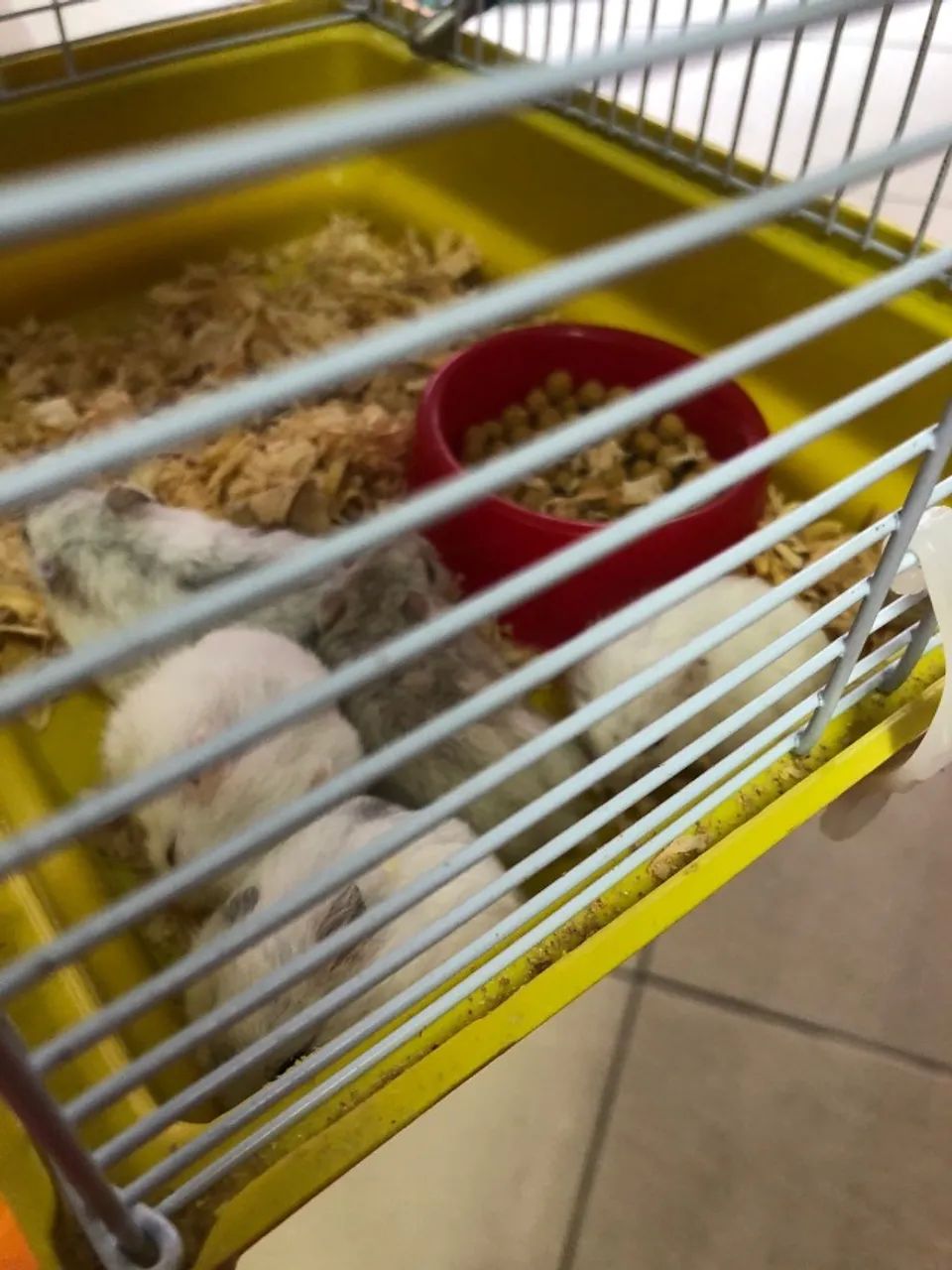 Hamster-Anão-Branco - Foto 3