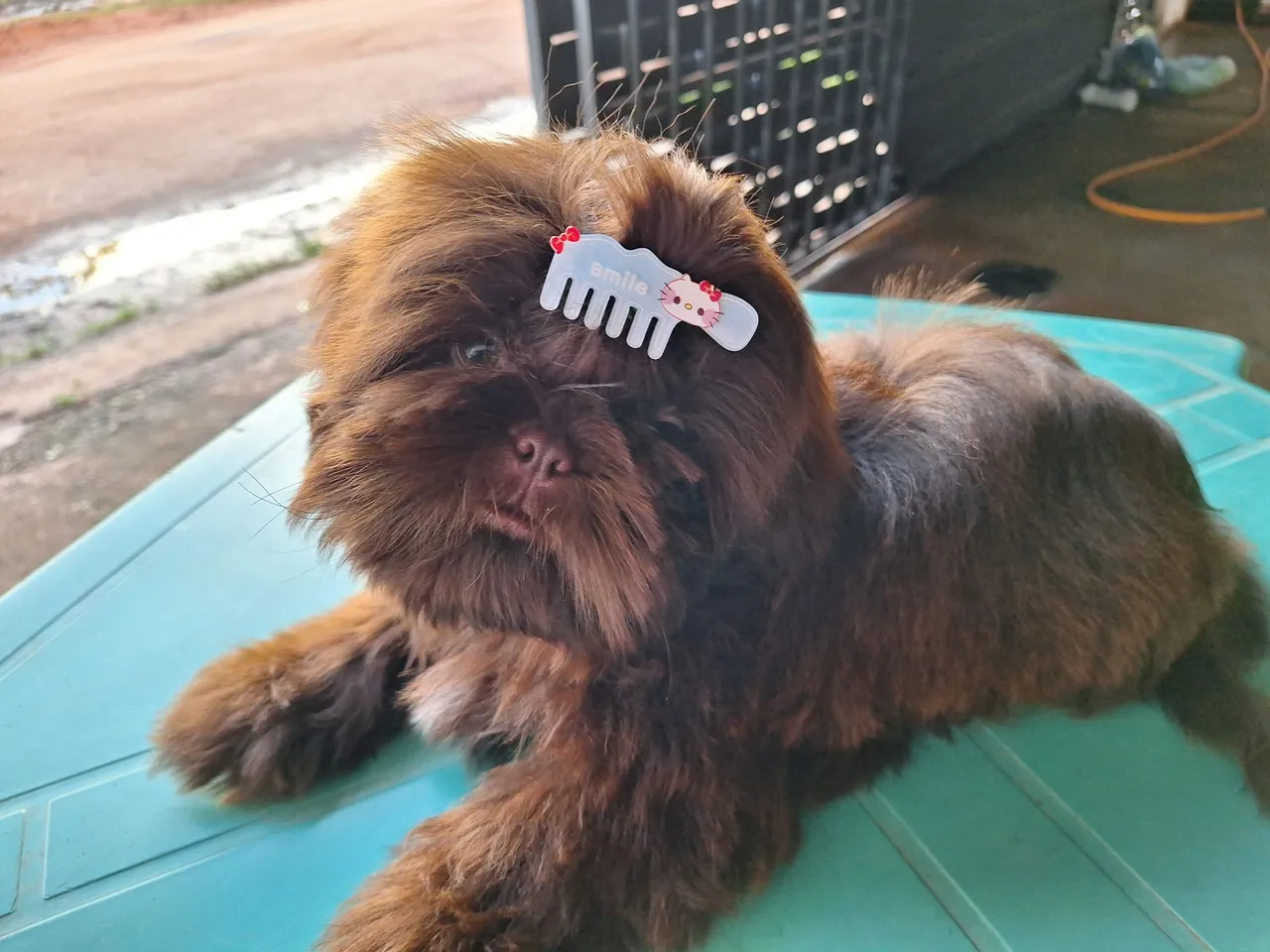 Shih Tzu fêmea com lacinho