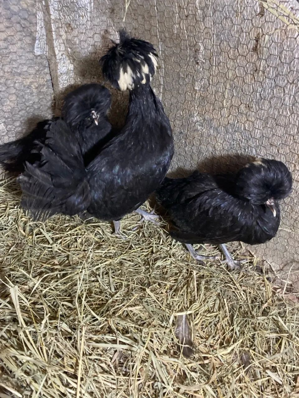 Galinha e galo raça polonesa promoção  - Foto 4