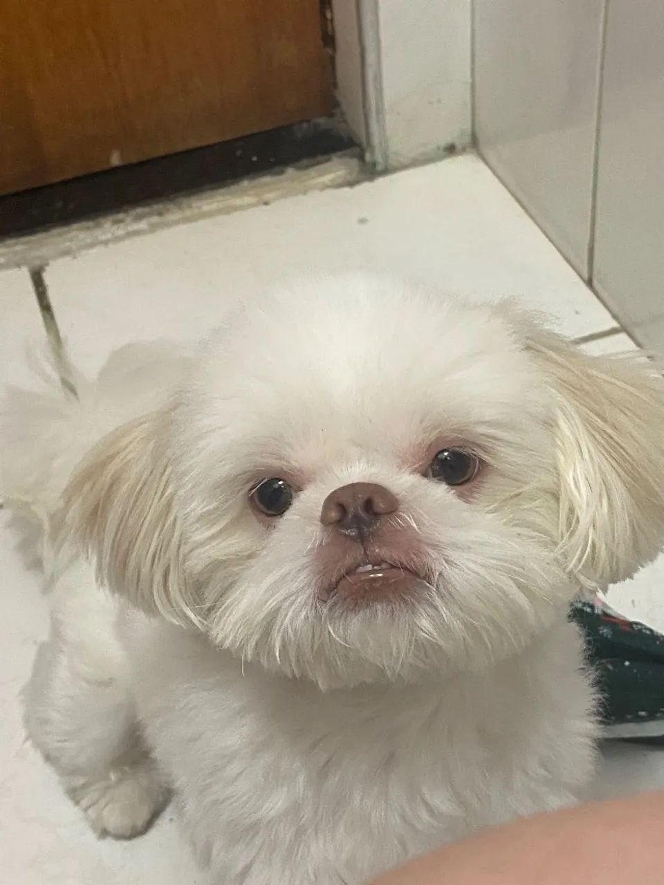 doa-se um shitszu de 2 anos - Foto 3