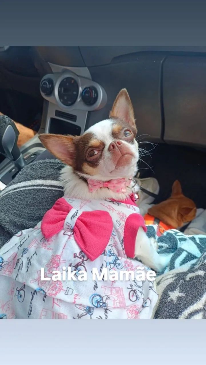 Chihuahua machos e fêmeas de Linhagem Russa em 10x  - Foto 5
