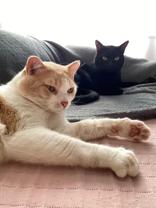 Doação responsável  - Foto 6