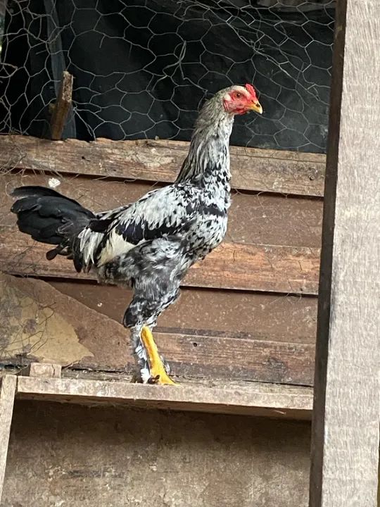 Frangos caipiras  - Foto 6