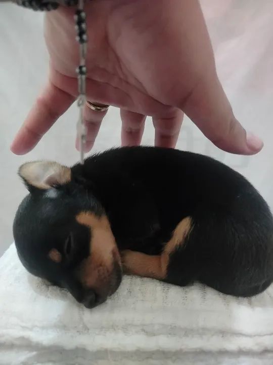 Filhotes de Pinscher Miniatura - Foto 2