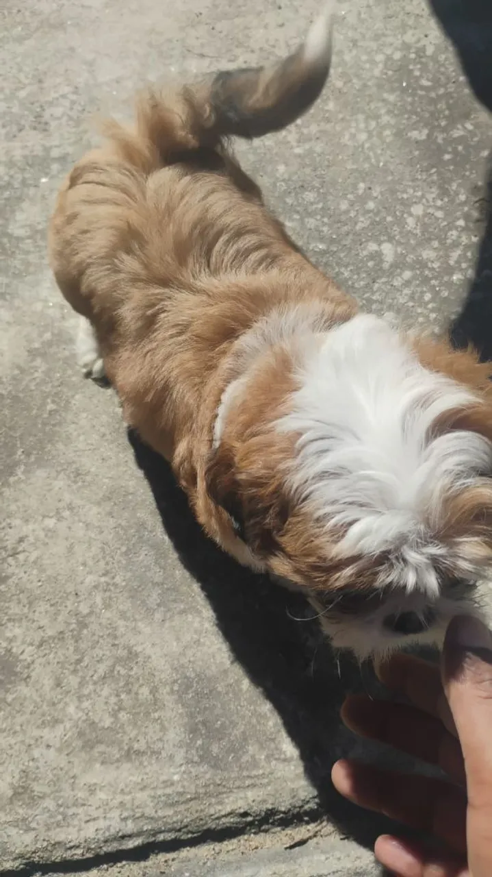 Filhote Shih Tzu para adoção