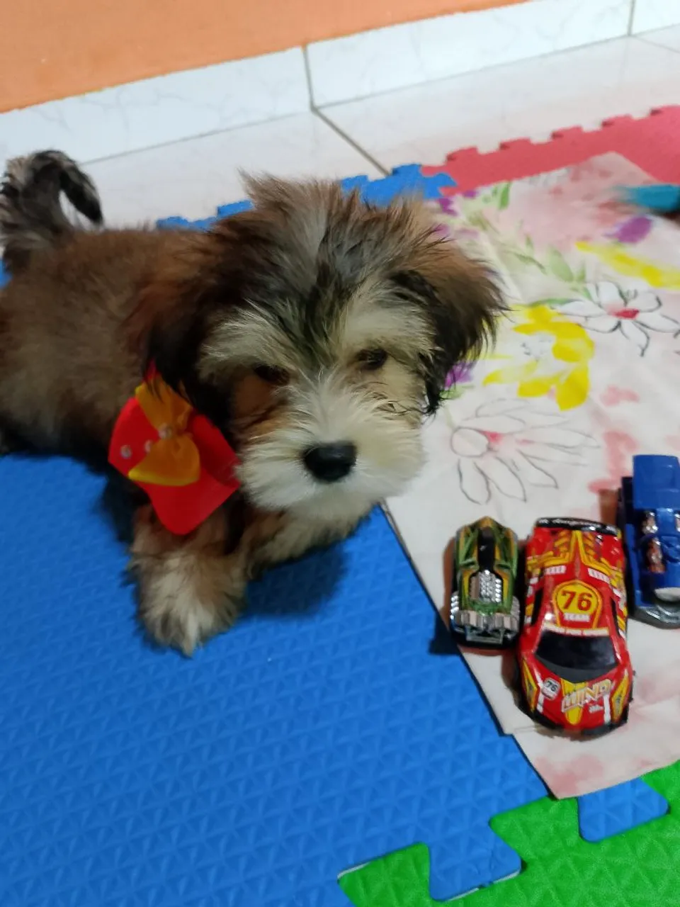 Filhote de Yorkshire com Lhasa Apso