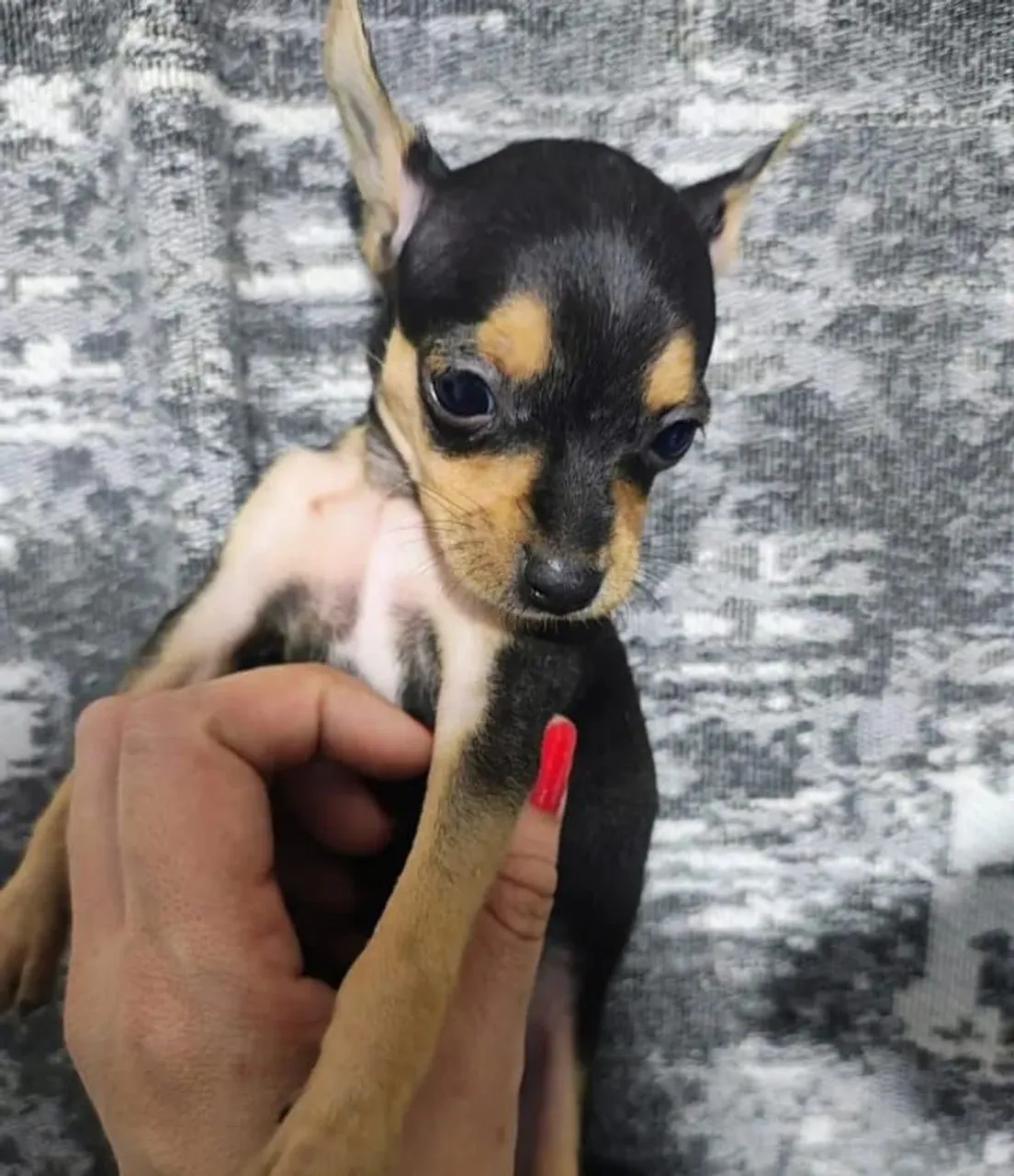 Filhote de pinscher linda