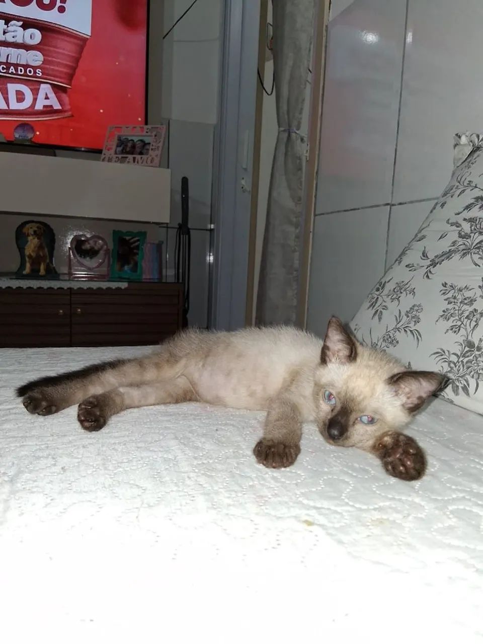 Filhote macho 3 meses - Foto 2