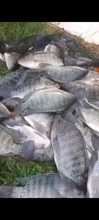 Tilápia
