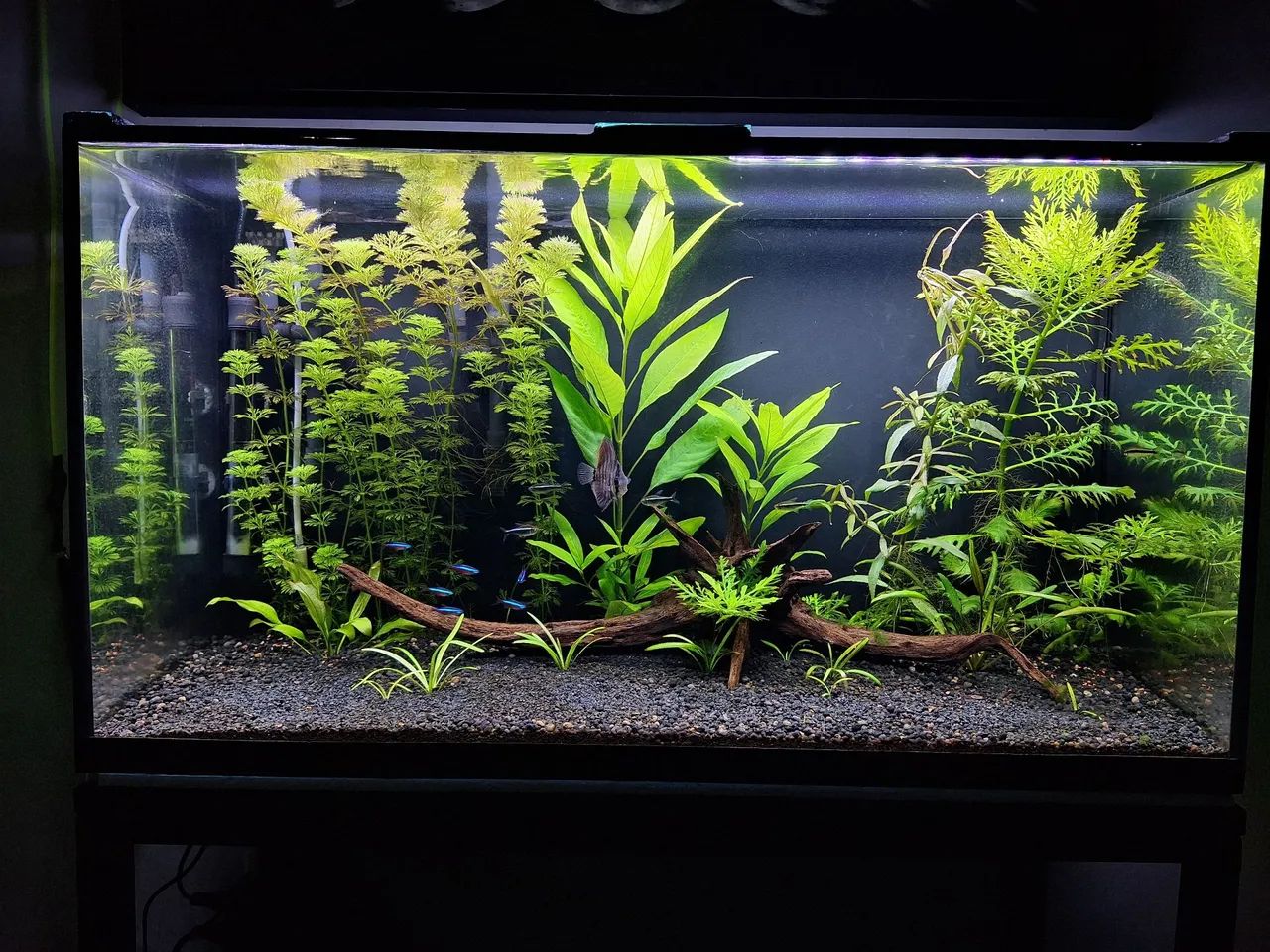 Aquario plantado 108L - Foto 2