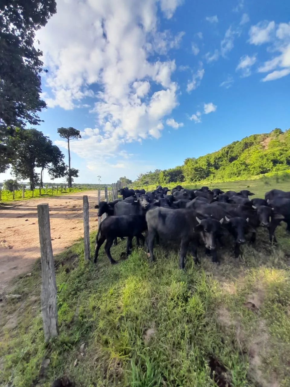 Fazenda para venda tem 3.000 Hectares, com búfalos, gado e trator em Santarém.PA - Foto 5