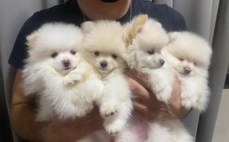 ULTIMA Fêmea disponivel -Spitz alemão Anão - Branco neve- Lulu da pomerania