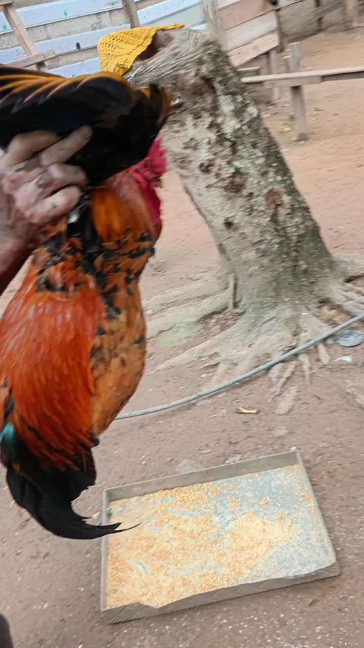 Galo de raça