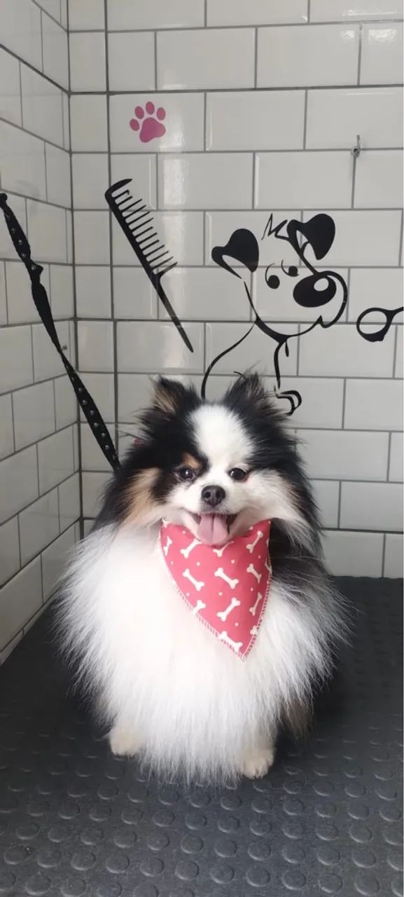 1- filhotes de Spitz Alemão - Foto 4
