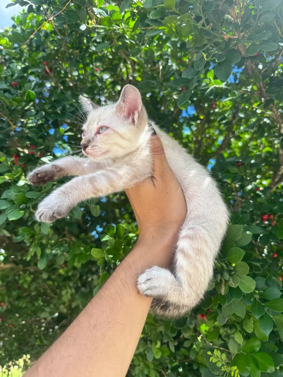 Adoção gatas filhote  - Foto 5