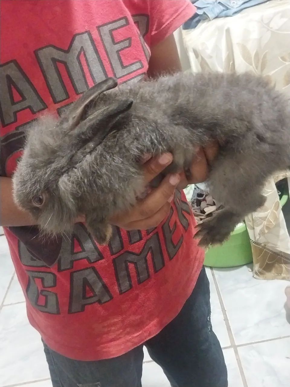 Vende_se Coelho - Foto 4