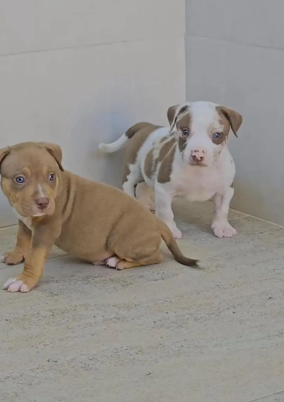 Filhotes de Pitbull - Foto 4