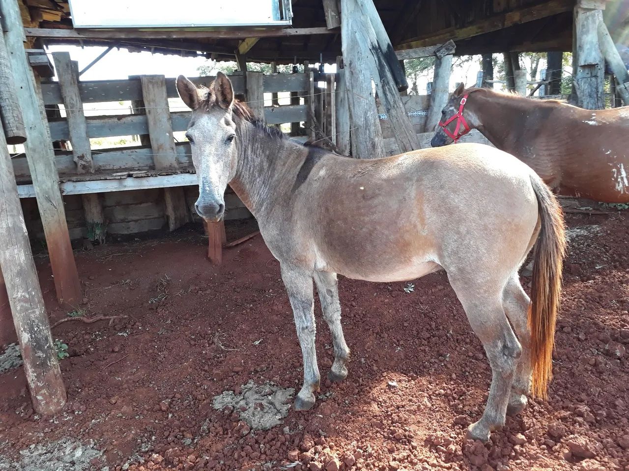 Burro para agropecuária