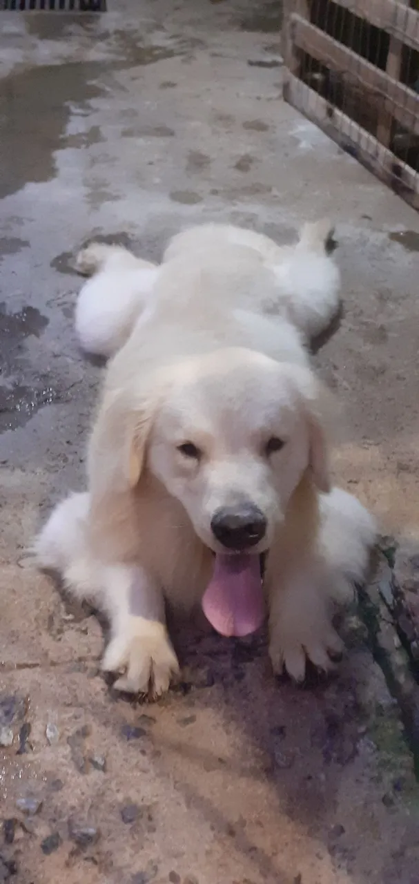 Golden macho Pra cobertura