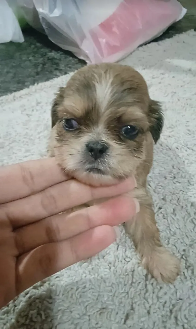 Shih Tzu filhote