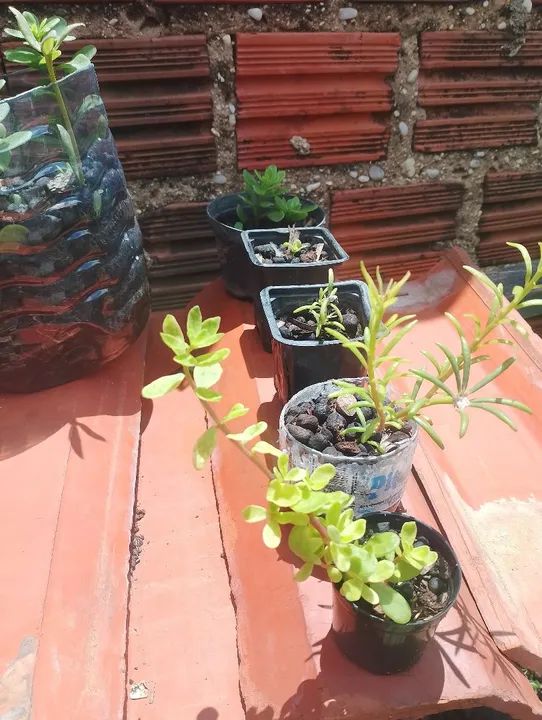 Mudas de Flores "Onze Horas" diversas variedades? - Foto 2