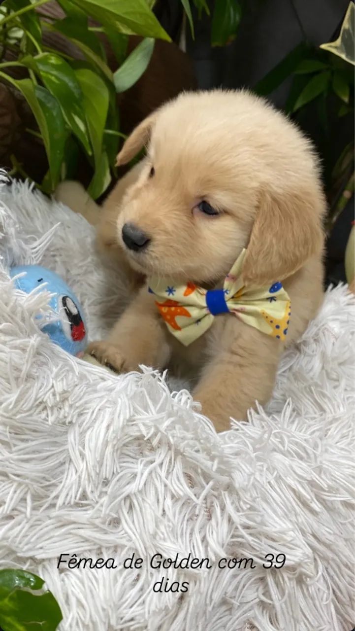 Fêmea de Golden Retriever  - Foto 2