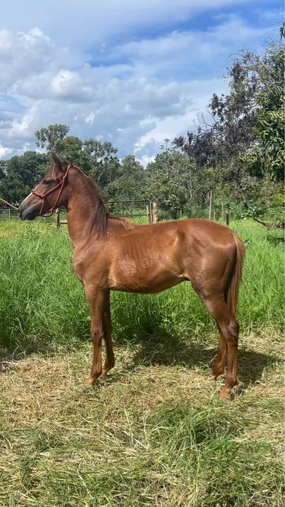 Potro mangalarga machador registrado - Foto 2