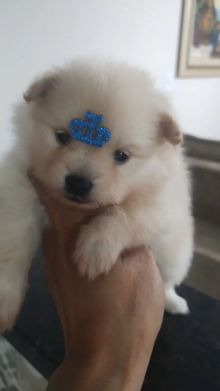 Filhote de Spitz Alemão