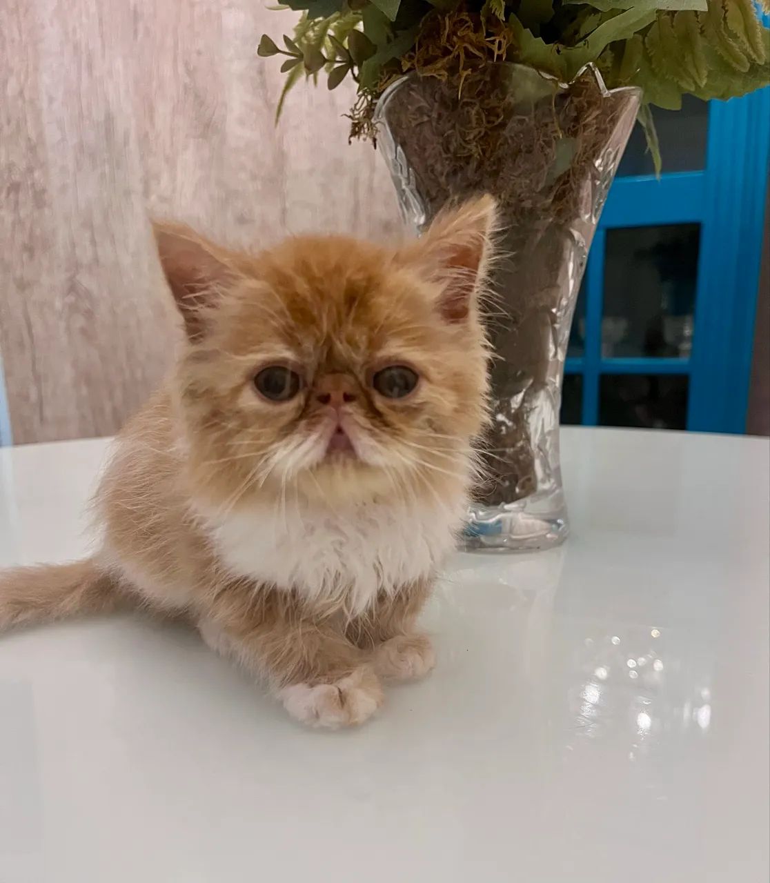 Filhote Gato Persa - Foto 2