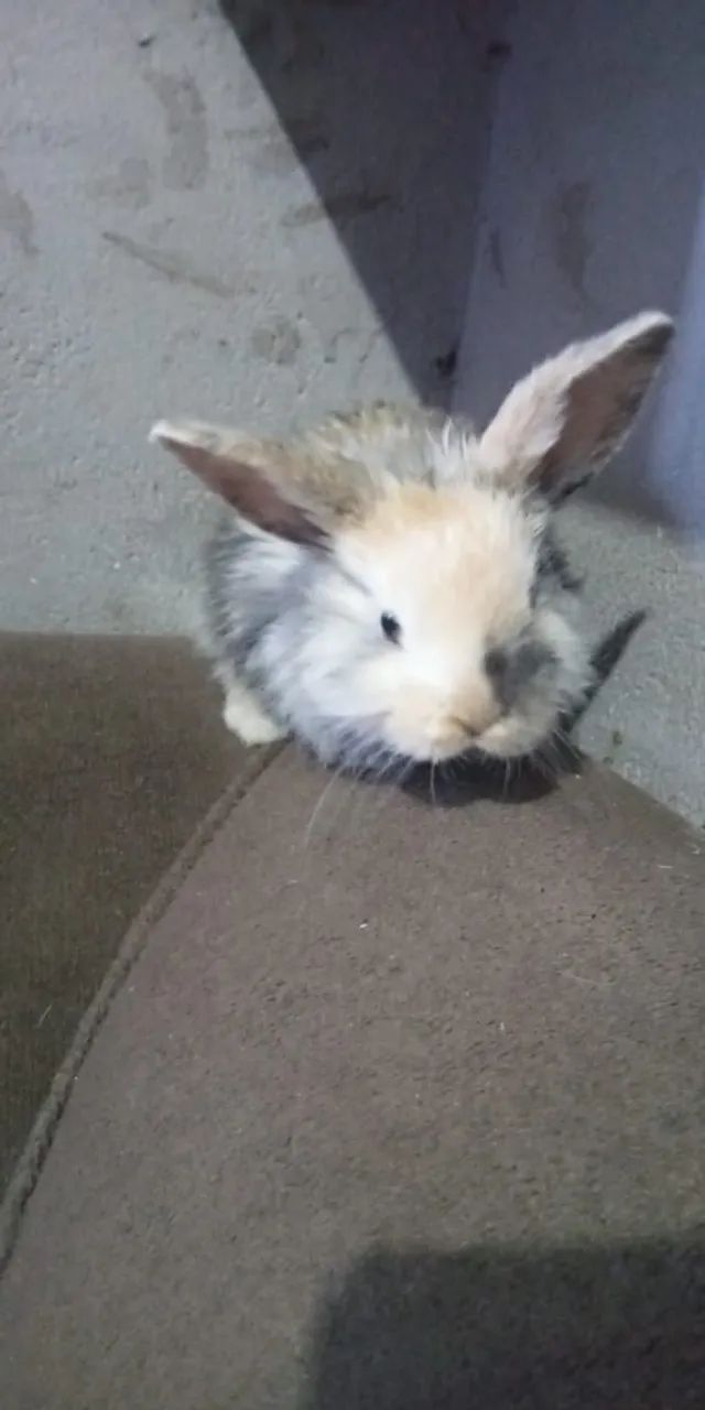 Coelhinhos fofos para alegrar o seu lar!