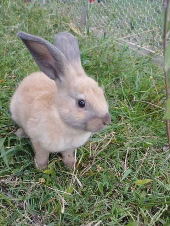 Filhotes de Coelho  - Foto 3