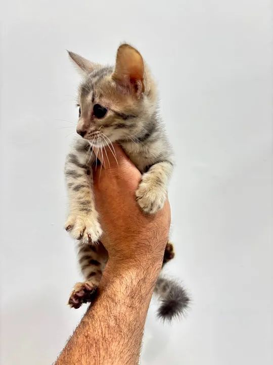 Gatinho Bengal entrega grátis  - Foto 2