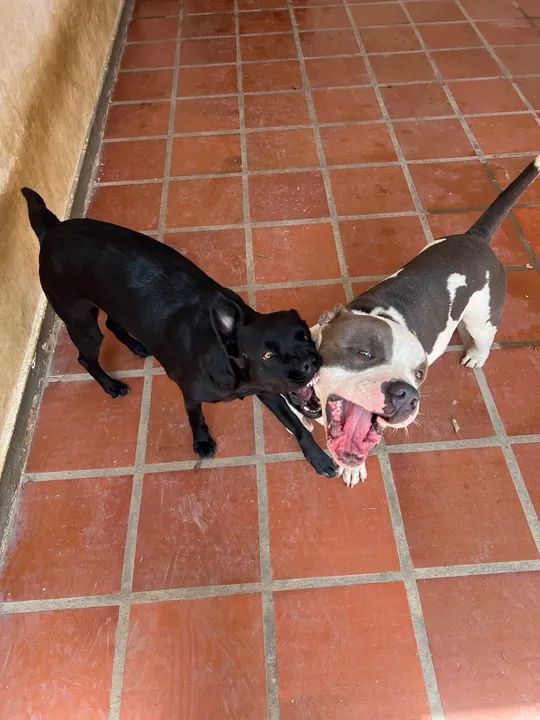 American Bully macho e vira lata fêmea  - Foto 3