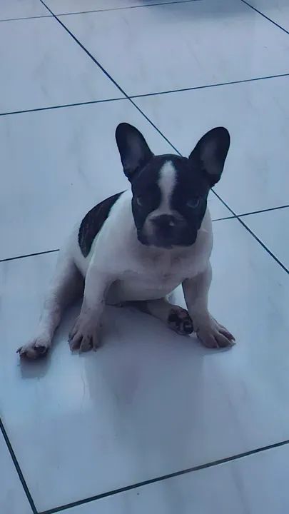 Vendo filhote buldogue francês  - Foto 2